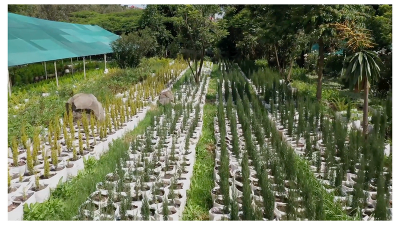 Rows of young plants in Wanza’s working nursery