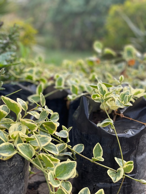 Young leafy plants in individual nursery bags