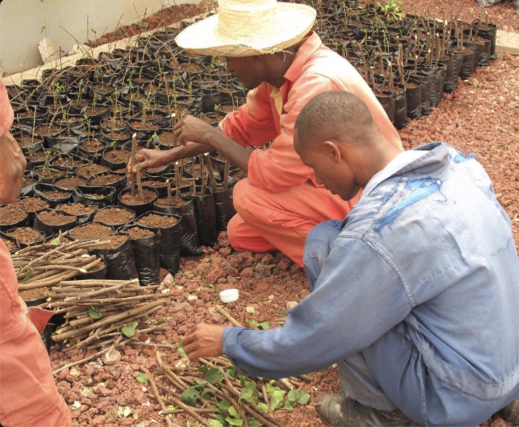 Nursery workers preparing cuttings by hand beside growing media and rows of planted nursery bags