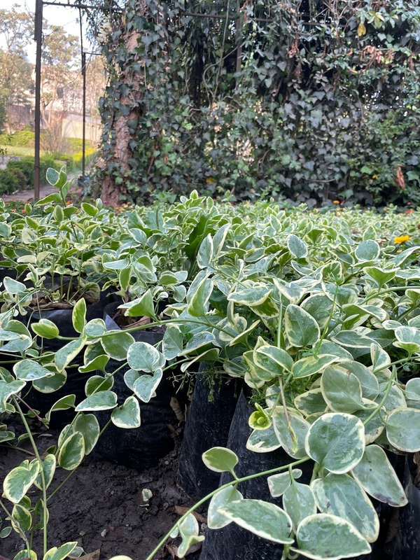 Variegated foliage growing in nursery containers