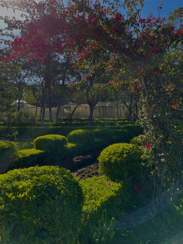 Clipped hedges beneath flowering trees in the Wanza garden