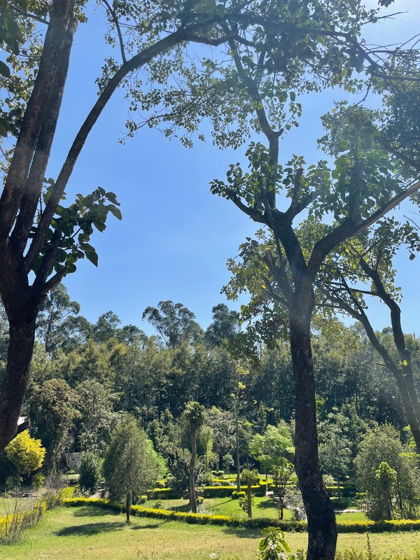 Mature trees and green lawn in the Wanza garden